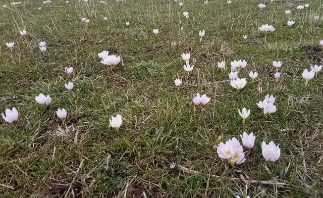 Baharın müjdecisi kardelenler erken açtı