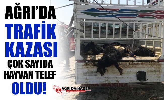 Ağrı#039;da Trafik Kazası! Çok Sayıda Hayvan Telef Oldu!
