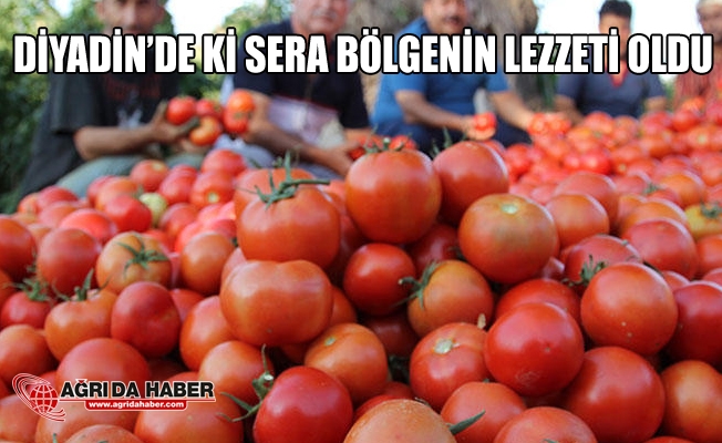 Ağrı Diyadin#039;de ki Domates Serası Bölgenin Lezzeti Haline Geldi