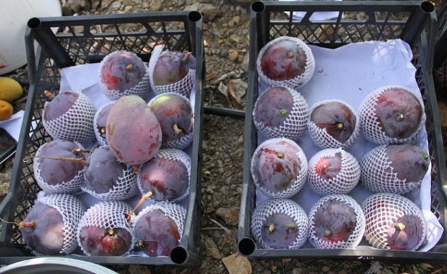 Antalya#039;da Artık Mango#039;da Üretilecek