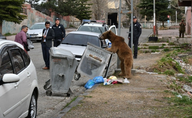 Yemek Arıyan Bozayı Şehir Merkezine İndi!