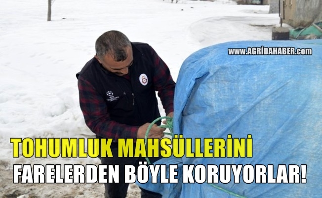 Ağrı#039;da Fareler Tohumlara zarar vererek çiftçileri bezdirdi
