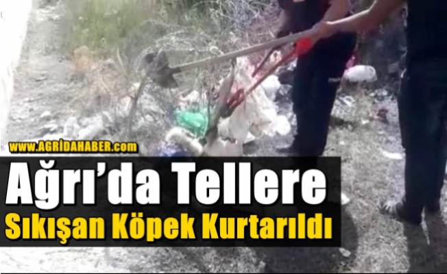 Ağrıda Tellere Sıkışan Köpek Kurtarıldı