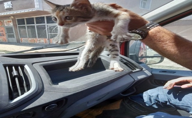 Ağrı#039;da Kedi Kurtarma Operasyonu!