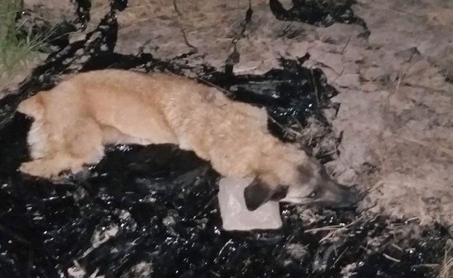 Doğubayazıt#039;ta Zift birikintisine düşen köpeği itfaiyeciler kurtardı