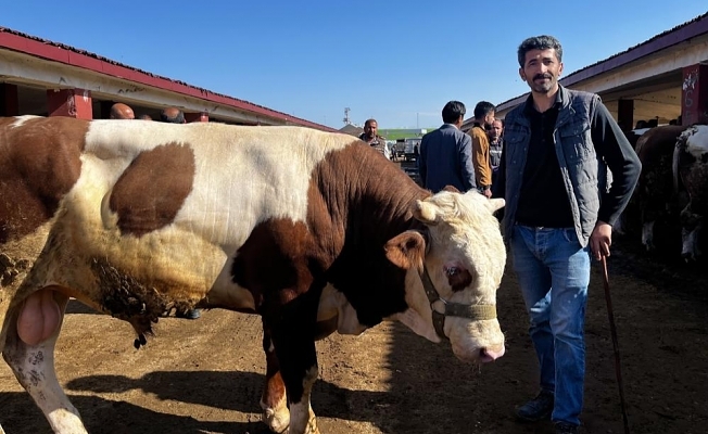 Doğudan batıya kurban sevkiyatı düştü