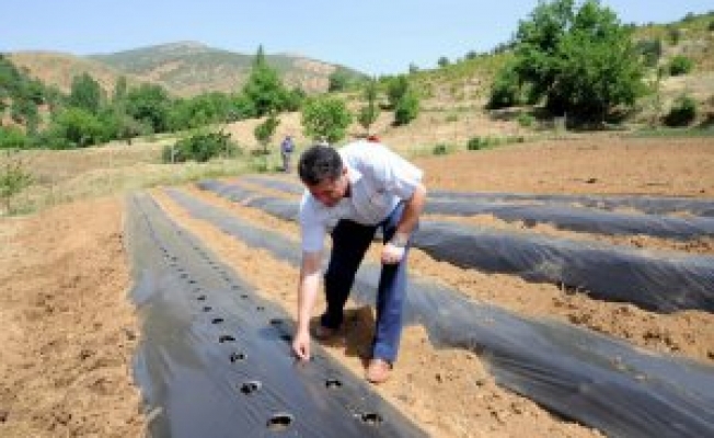 Hizanda Çilek Yetiştiriciliği Projesi