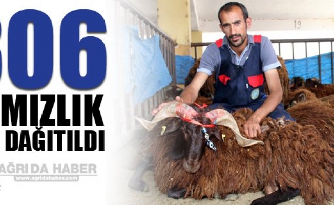 Ağrıda çiftçilere 806 damızlık koç dağıtıldı