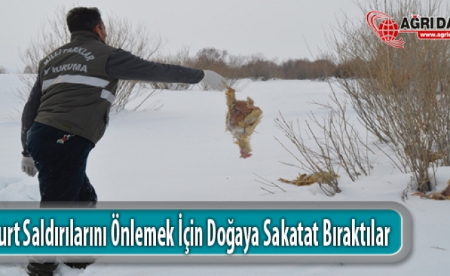 Orman ve Su İşleri Ağrıda Kurt Saldırılarını Önlemek İçin Doğaya Sakatat Bıraktı