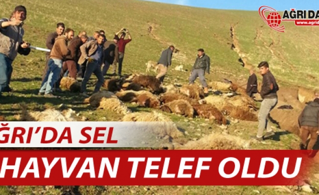 Ağrıda sele kapılan 71 hayvan telef oldu