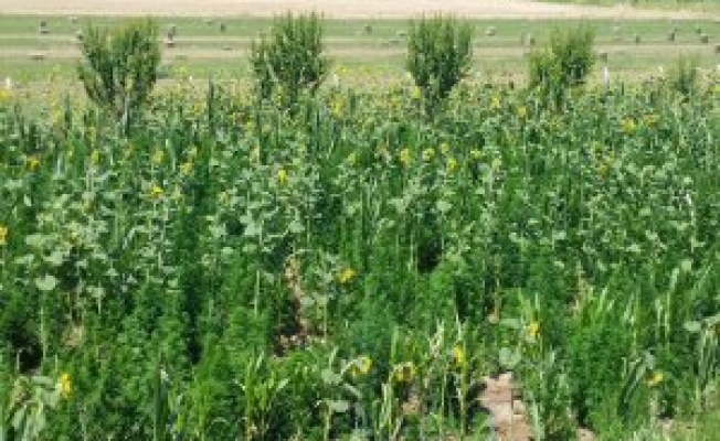 Malatyada 176 Kilogram Esrar Yakalandı