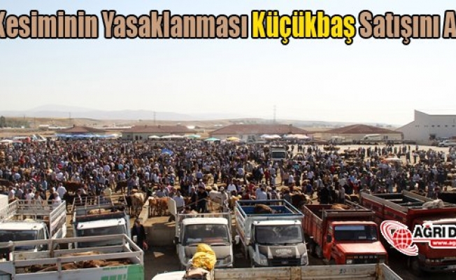 Düve Kesiminin Yasaklanması Küçükbaş Satışını Arttırdı