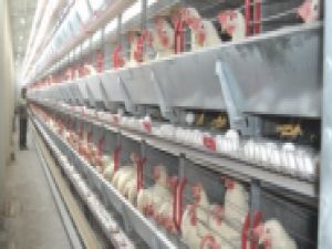 Bugünün tavukları böyle. Yerseniz!