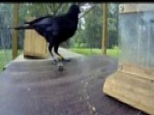 Kargalar gerçekten aptal mı