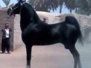 Attaki Asalete Bak!!