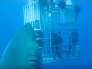 Dünyanın En Büyük Köpek Balığı