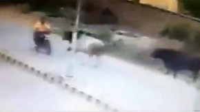 Boğa motosiklete saldırdı