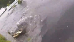 Tuttuğu balığı timsaha kaptırdı.