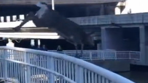 Yanlışlıkla şehir merkezine inen geyik bakın ne yaptı !